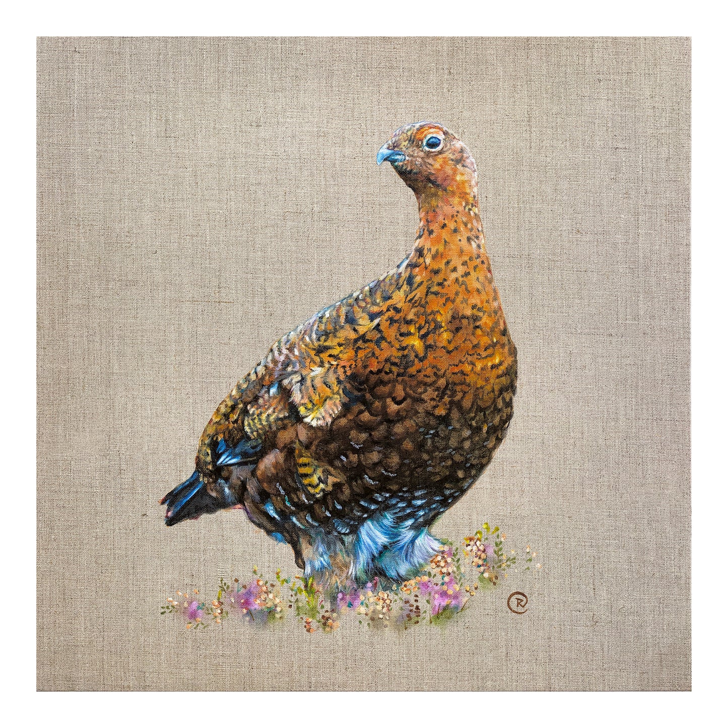 Red Grouse